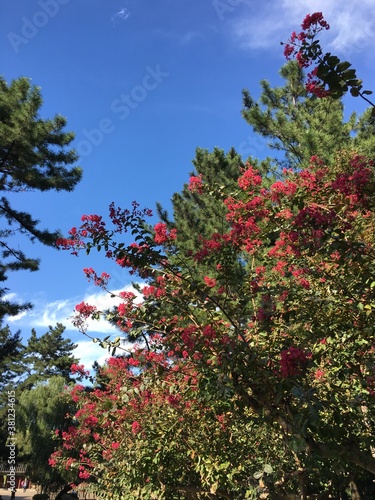 red tree