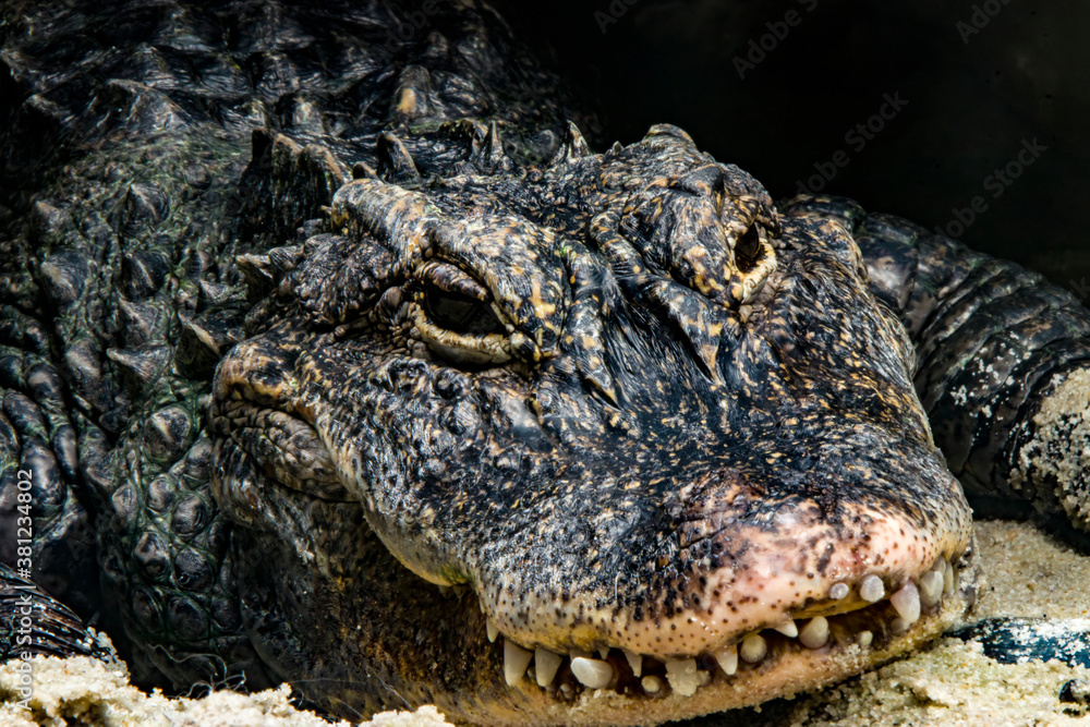 Obraz premium The closeup image of Chinese alligator (Alligator sinensis). A critically endangered crocodile endemic to China. Dark gray or black in color with a fully armored body.