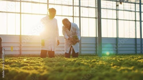 Hydroponic farm. Greenery workers in lab coats collecting and examining vegetables growing on farnland. Greenhouse plantation. Food production. Agriculture. photo