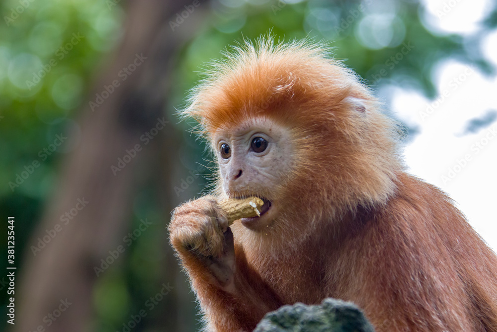 Fototapeta premium The Javan lutung (Trachypithecus auratus) closeup image, also known as the ebony lutung and Javan langur, is an Old World monkey from the Colobinae subfamily