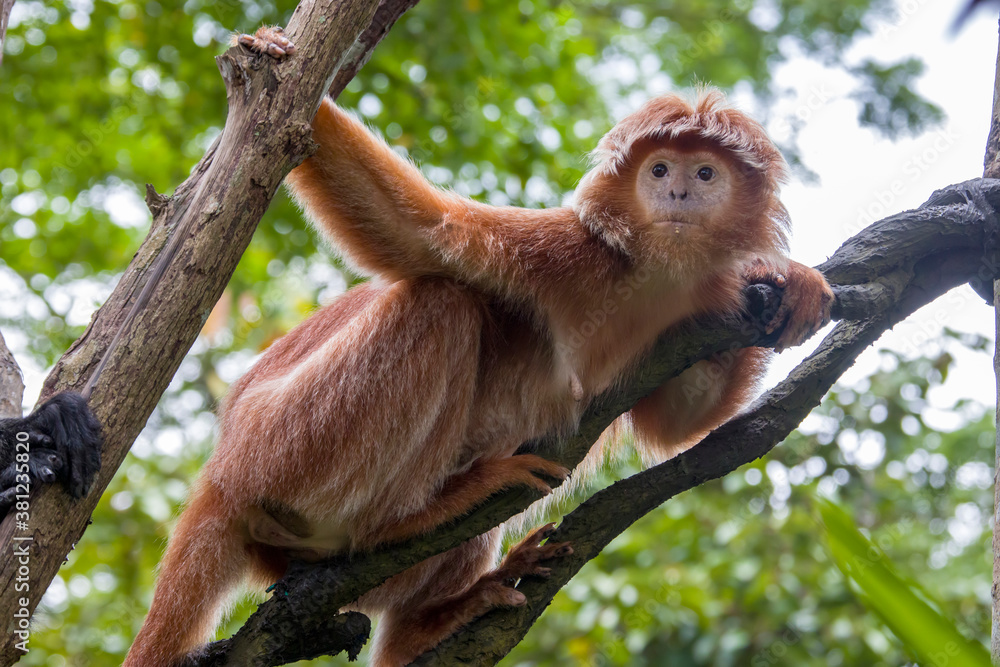 Naklejka premium The Javan lutung (Trachypithecus auratus) closeup image, also known as the ebony lutung and Javan langur, is an Old World monkey from the Colobinae subfamily