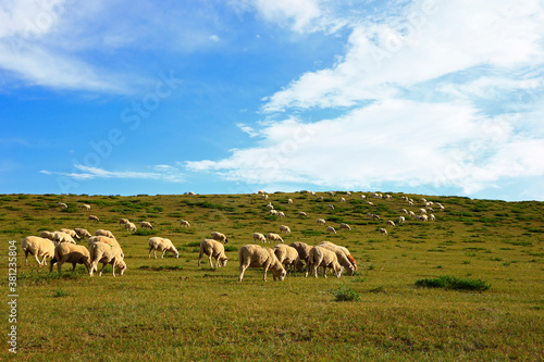 The sheep of the grasslands