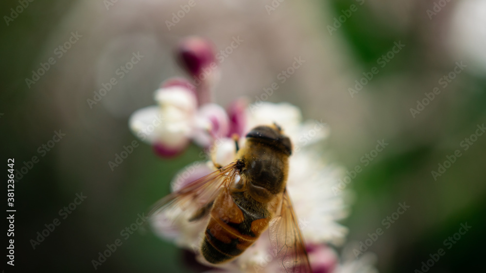 Bee Still Bee Still
