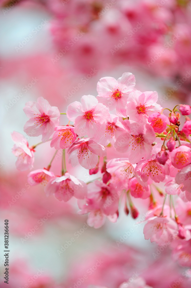 Fototapeta premium 桜