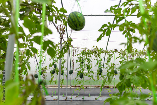 Technology for growing vege...