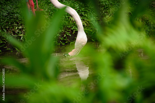 pink flamingo : the Greater...