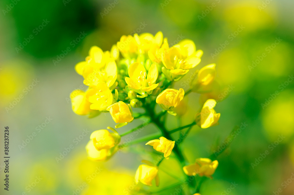 菜の花 菜の花
