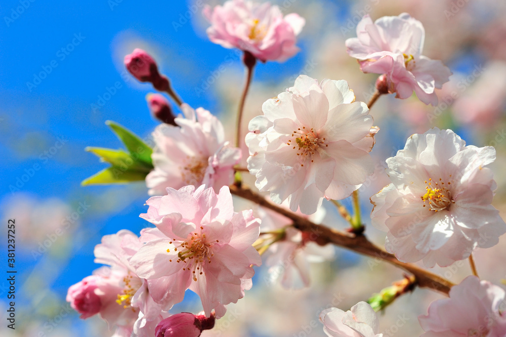 桜 桜