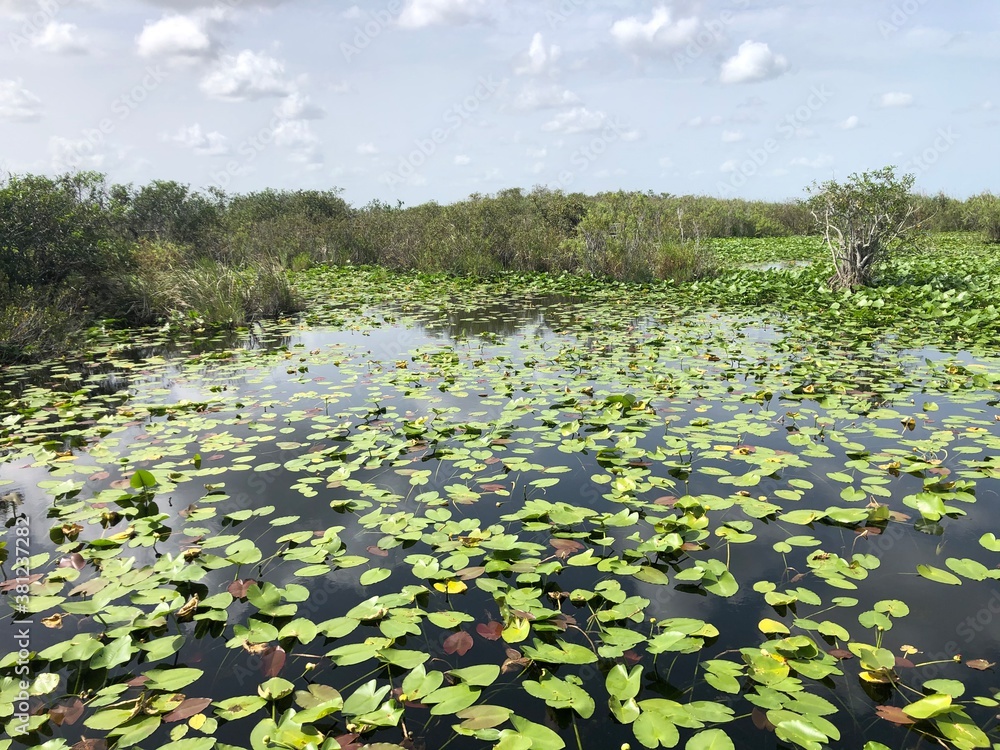 Everglades Everglades
