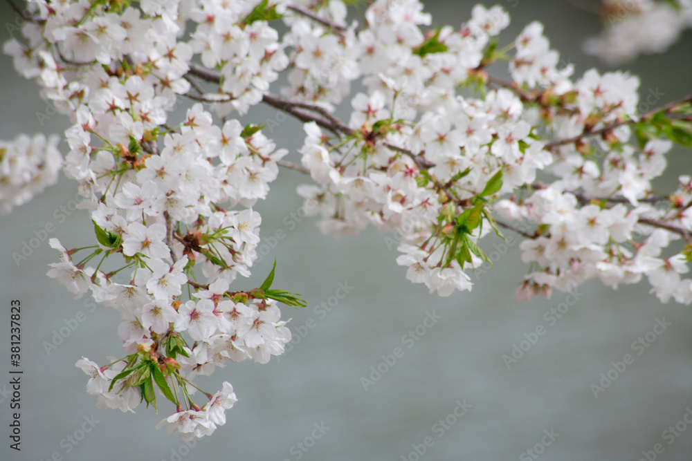 桜