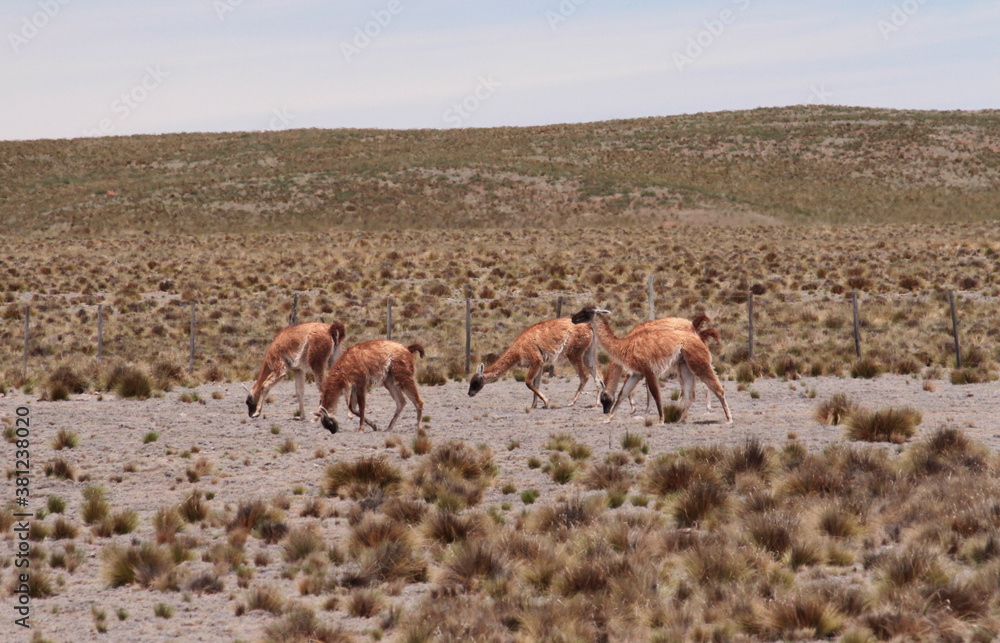 Naklejka premium Andean wildlife. Herd of Guanacos grazing in the golden grassland in the mountains.