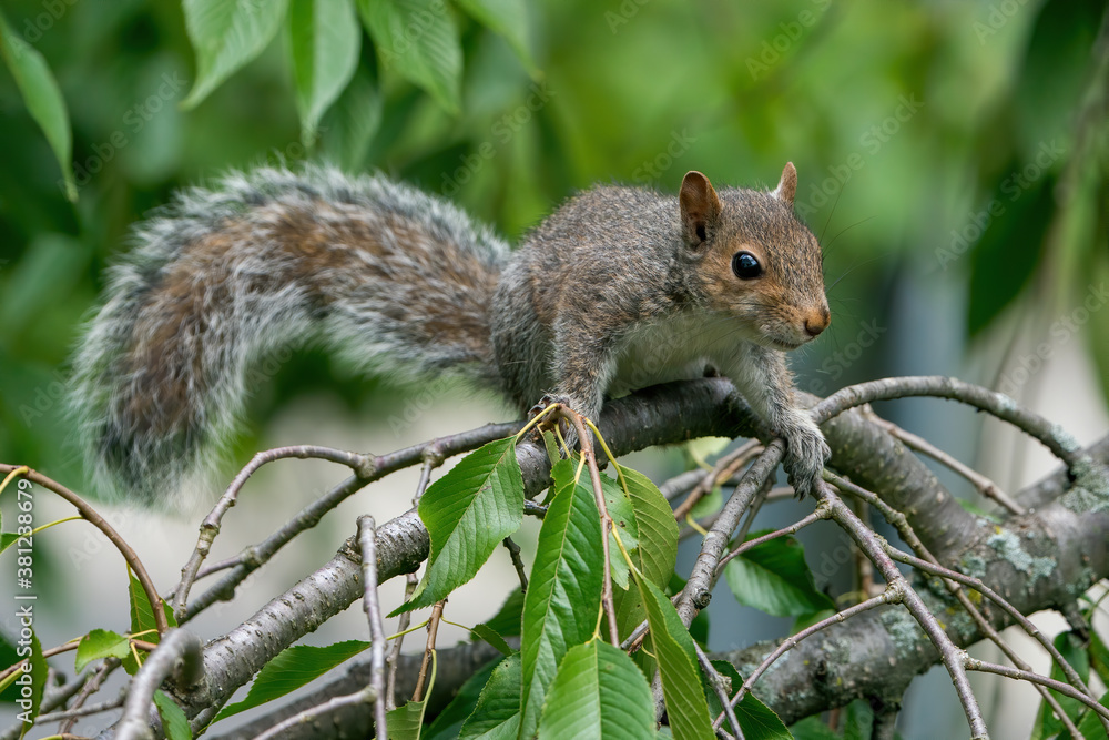 Grey Squirrel on a branch with leaves in background Grey Squirrel on a branch with leaves in background