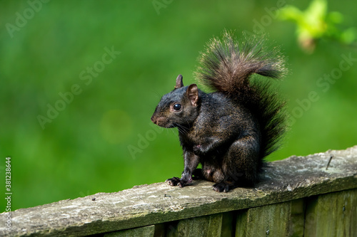 Black Squirrel on a Fence