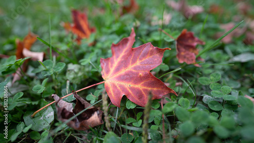 red maple leaf