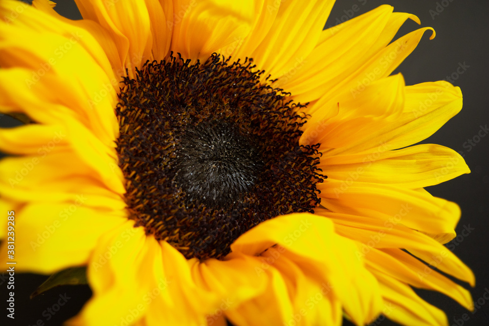 Naklejka premium sunflower close up