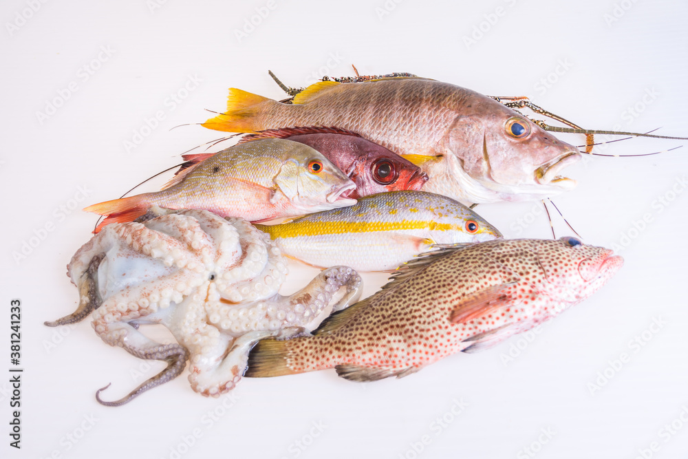 Fresh-catch-of-fish-caribbean-seafood-isolated-on-white-background. Still life Raw food Fresh-catch-of-fish-caribbean-seafood-isolated-on-white-background. Still life Raw food