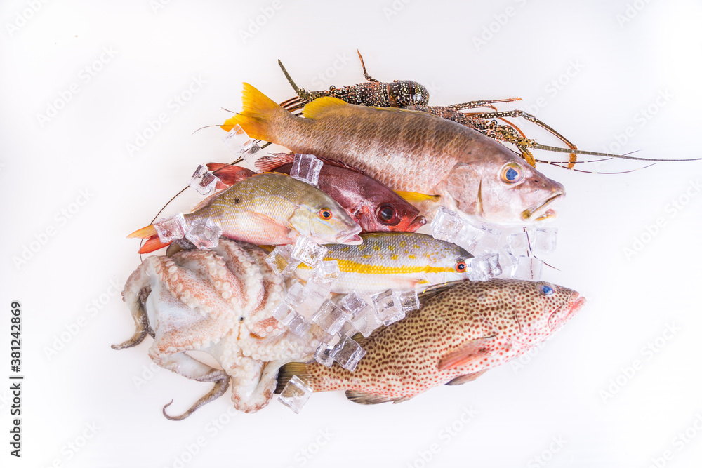 Raw Sea food. Fresh Catch fishes, Variation of Snapper,Grouper, Lobster and Octopus on-white-background Raw Sea food. Fresh Catch fishes, Variation of Snapper,Grouper, Lobster and Octopus on-white-background