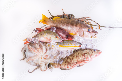 Raw Sea food. Fresh Catch fishes, Variation of Snapper,Grouper, Lobster and Octopus on-white-background