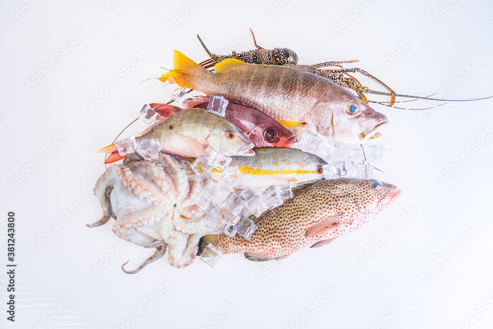 Raw Sea food. Fresh Catch fishes, Variation of Snapper,Grouper, Lobster and Octopus on-white-background Raw Sea food. Fresh Catch fishes, Variation of Snapper,Grouper, Lobster and Octopus on-white-background