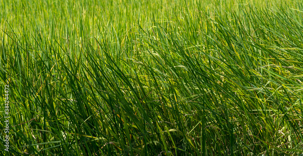 Thailand Rice Paddy Fields Thailand Rice Paddy Fields
