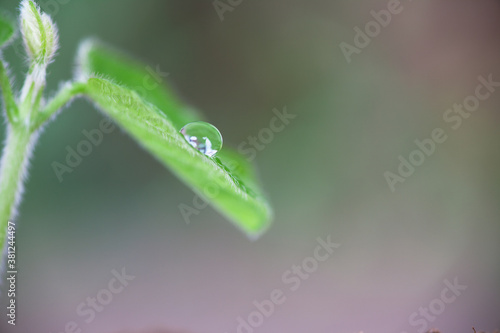 Close-up of crystal water drops on spring green leaves