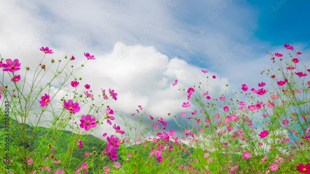 コスモス畑　秋桜