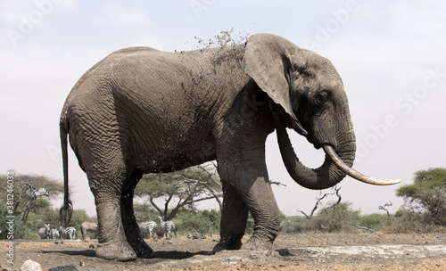 A close up of a single large Elephant  Loxodonta africana  at a water hole in Kenya. 