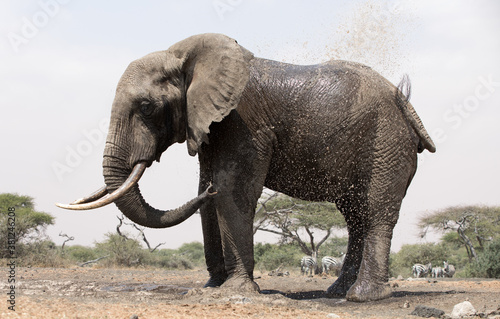 A close up of a single large Elephant  Loxodonta africana  at a water hole in Kenya. 