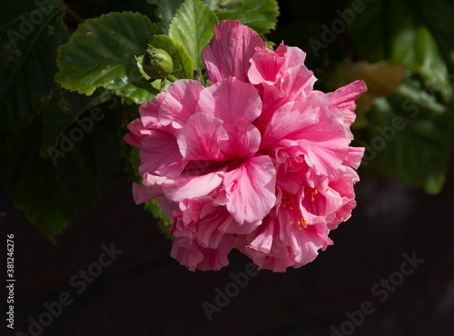 Stunning double deep carmine pink  Hibiscus rosa-sinensis evergreen hibiscus Mrs George Davis blooming in autumn with large petals contrasted against green foliage adds decorative charm to a garden.