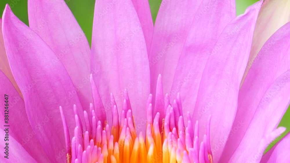 Angle camera from top to bottom, Close up Lotus blooming flower. Angle camera from top to bottom, Close up Lotus blooming flower.