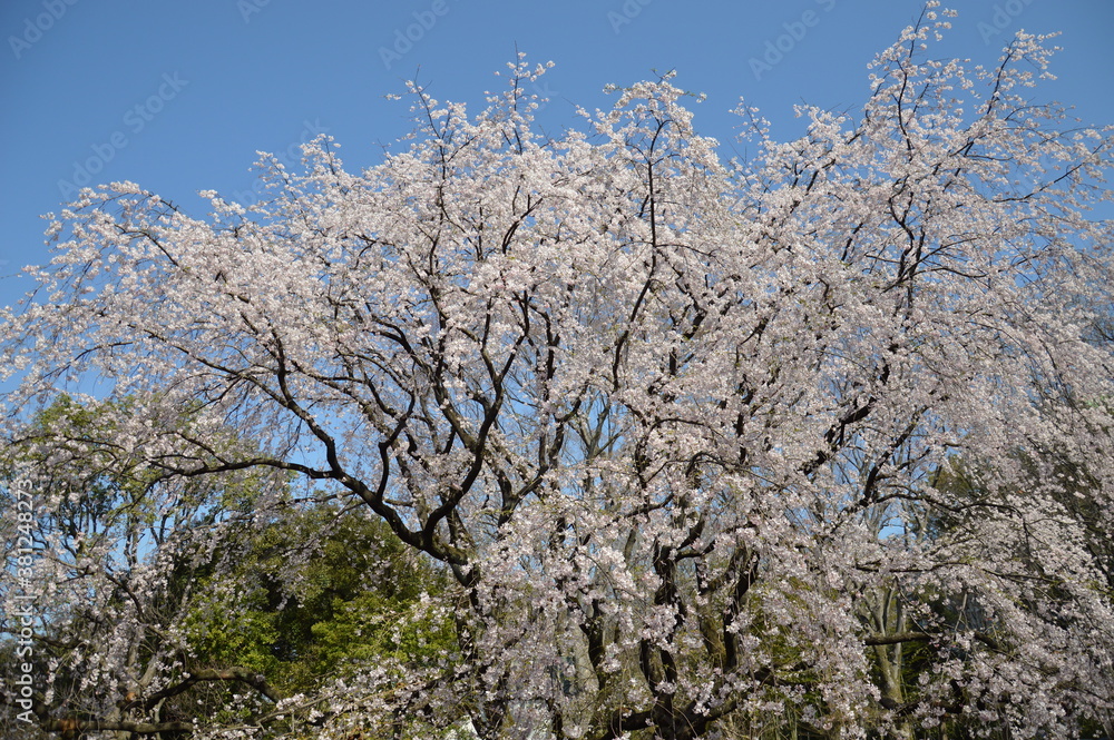 満開の桜(東京)
満開の桜(東京)