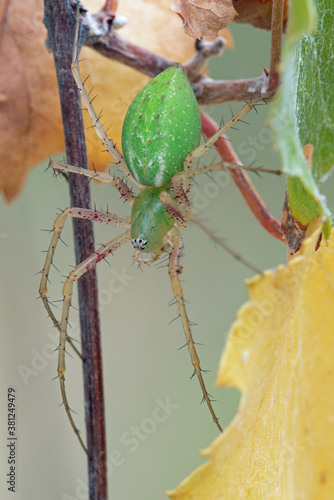 Green Lynx Spider (Peucetia viridans) on fall leaves photo