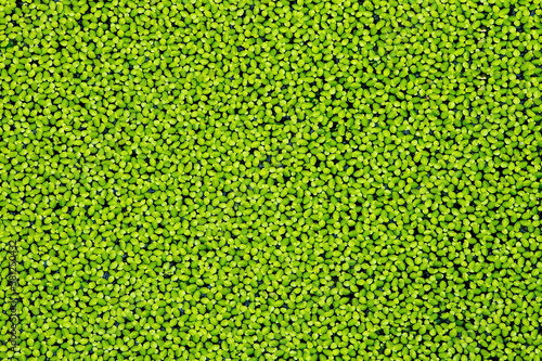 Textura verde lenteja de agua  photo