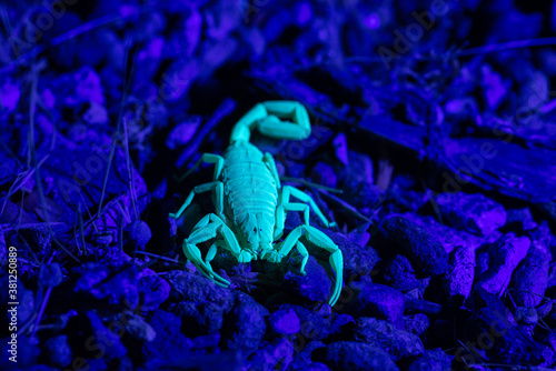 Arizona Bark Scorpion (Centruroides sculpturatus) under Ultraviolet light