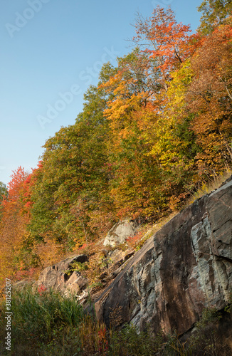 Soft light on colorful trees on muskoka rock in autumn.