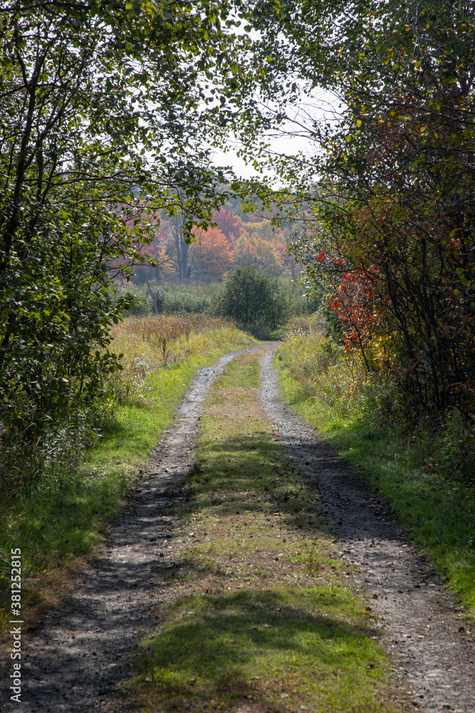 A rural path through a forest to a meadow with colourful autumn foliage.
