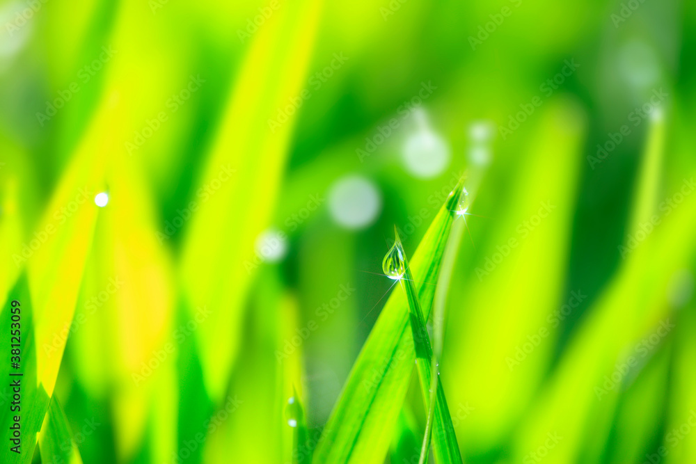 Fototapeta premium 水滴