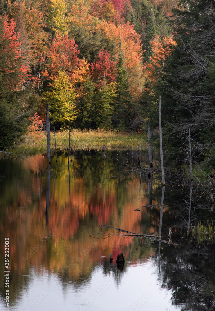 Fototapeta premium Autumn leaves reflected in a pond in Muskoka Ontario.