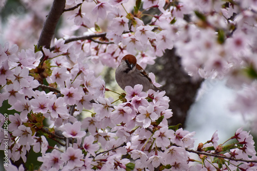 満開の桜の木にニュウナイスズメ