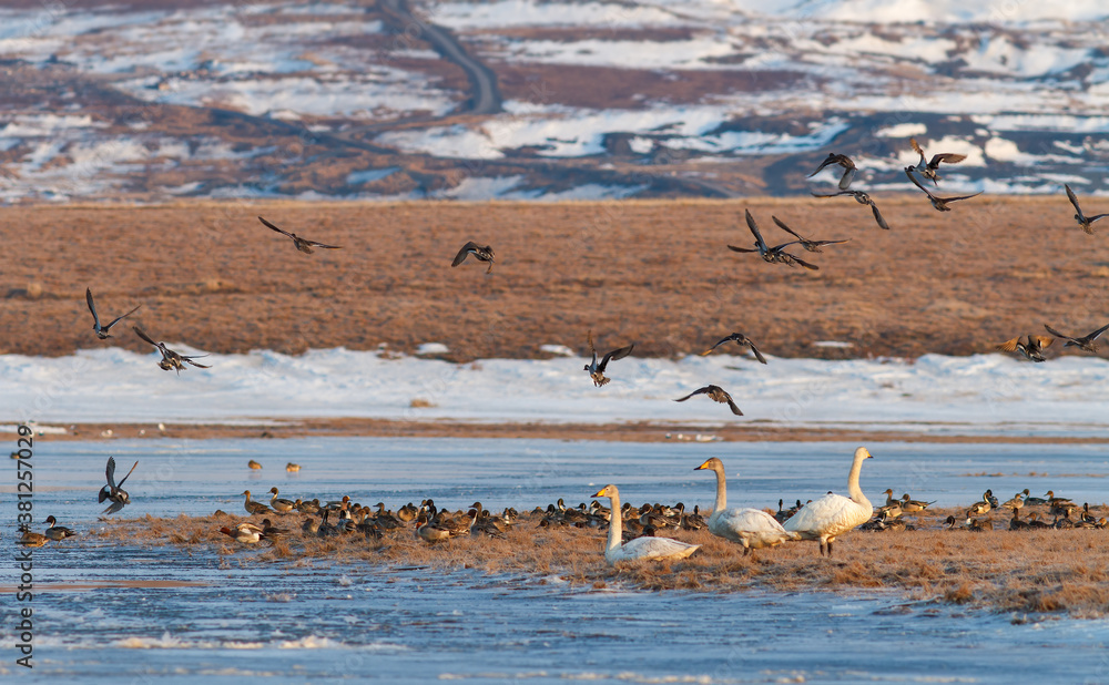 White tundra swans and a flock of pintail ducks on the banks of a frozen river. Wild birds in the tundra in the Arctic. Cold morning in late May. Spring in the Far North. Wildlife of Chukotka. Russia. White tundra swans and a flock of pintail ducks on the banks of a frozen river. Wild birds in the tundra in the Arctic. Cold morning in late May. Spring in the Far North. Wildlife of Chukotka. Russia.