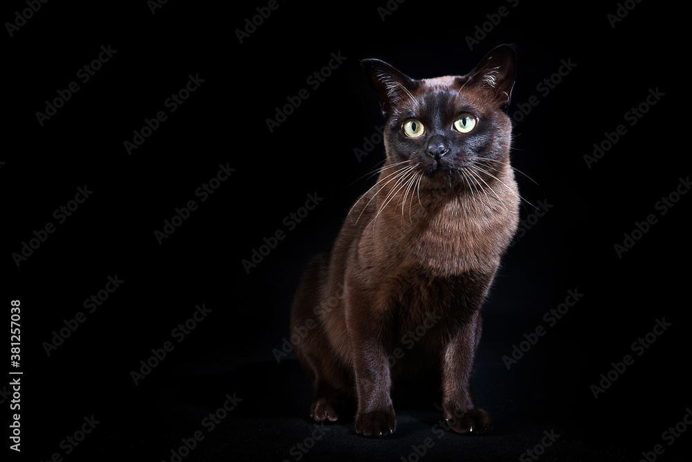 Obraz premium Cat on black background