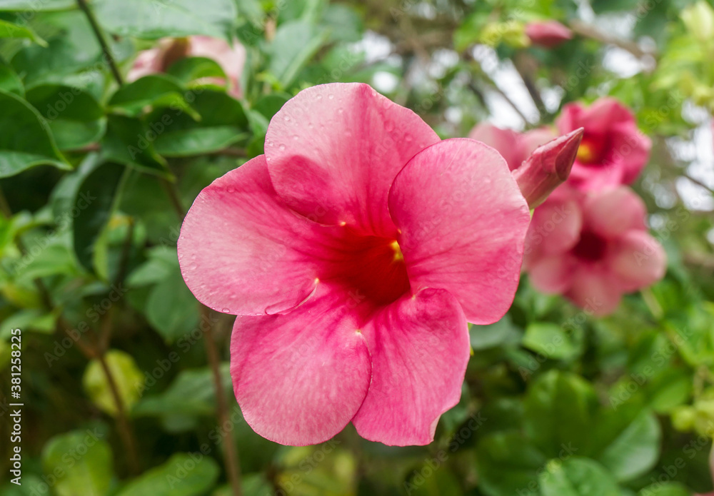 close up selective focus big red flower blooming in rainy season close up selective focus big red flower blooming in rainy season