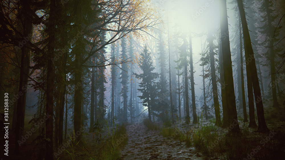 Obraz premium Forêt sombre avec la lumière qui transperce les feuillages et le brouillard