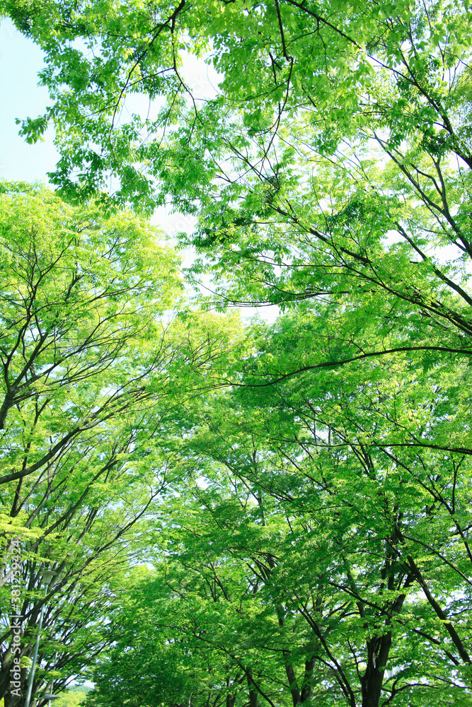 Fototapeta premium 新緑