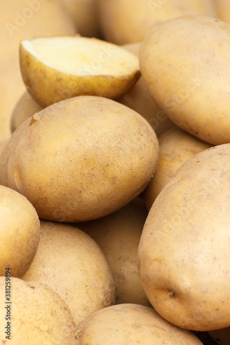 Fresh ripe potatoes  concept of vegetable harvest