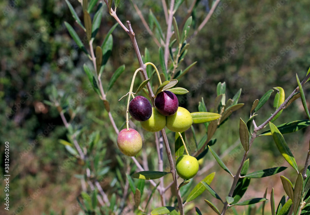 olive tree with olives