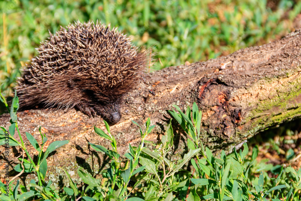 Young European hedgehog (Erinaceus europaeus) on a log