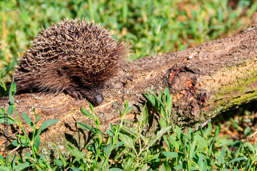 Young European hedgehog (Erinaceus europaeus) on a log