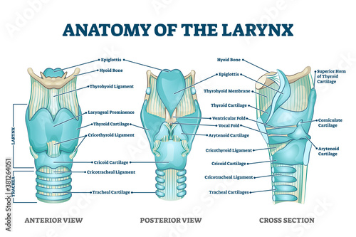 Larynx anatomy with labeled structure scheme and educational medical views photo