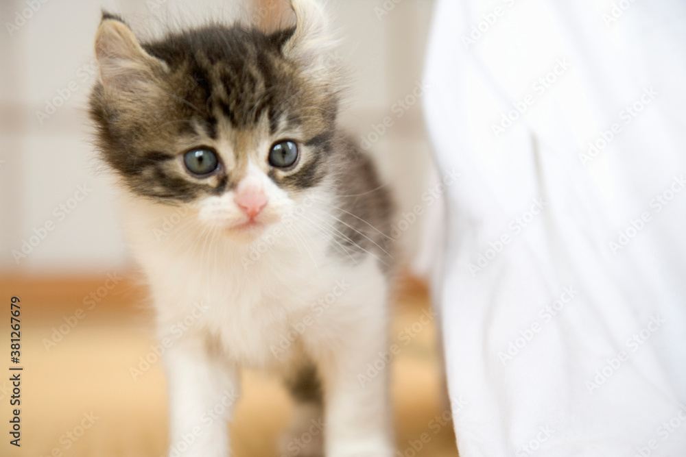 子猫 子猫